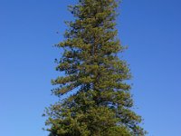 0056  Un maestoso albero nel giardino botanico di Sydney.