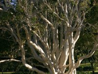 0065  Penichella al giarndino.