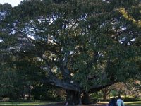 0066  Immenso albero. Un manichino e' stato poggiato sull'albero per darne la dimensione.