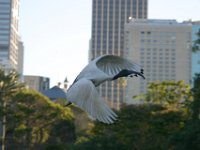 0078  Un uccello che svolazza come i piccioni in Italia.