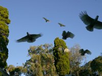 0090  I pappagalli spaventati spiccano il volo!