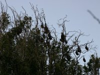 0098  I pipistrelli!