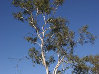 0010  Questo albero produce una polvere sulla corteccia usata come protezione solare (fattore 6) dagli aborigeni.