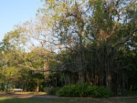 0025  Vegetazione di Darwin.