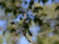 1012  Una foglia cade!