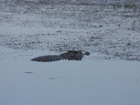 1024  Un coccodrillo che sguazza tranquillo.