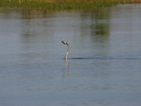 1030  Un uccello che ha appena pescato!