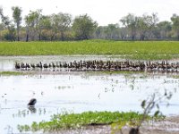 1073  Un gruppo di anatre.