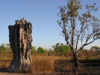 2144  Un termitaio accanto ad un albero.