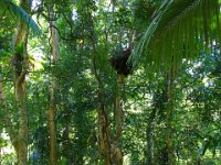 0005  Fittissima vegetazione della foresta pluviale di cape tribulation.