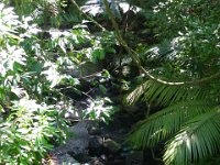 0014  Fiumiciattolo nella foresta.