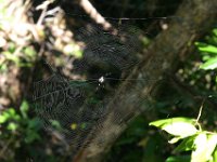 0020  Un "ragnetto".