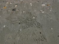 0024  Questa formazione si trova spesso sulla sabbia. Alcuni crostacei pazientemente appallottolano la sabbia tirata fuori dalla tana.