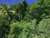 0027  La foresta pluviale termina con le mangrovie sulla bianca sabbia.