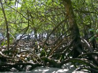 0033  In mezzo alle mangrovie.