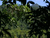 0035  La spiaggia di Cape Tribulation.