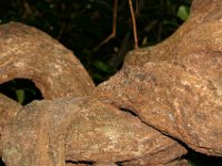 0037  Intreccio di rami.