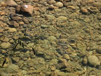 0040  Il letto di un ruscello.