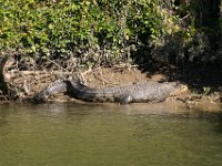 0051  Un coccodrillo che si scalda al sole.