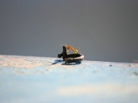 0058  Le formiche verde arancio tipiche del nord dell'austalia. Gli aborigeni le usavano per curarsi con il veleno che emettono quando stimolate.