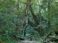 0086  In mezzo alla fitta foresta pluviale.