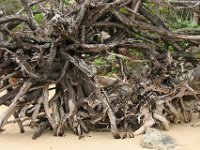 0002  Una radice di un albero.