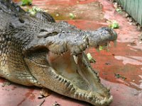 0006  Un coccodrillo nella recinsione.