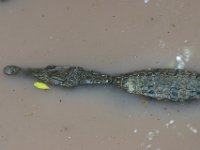 0007  Un piccolo coccodrillo che sguazza in un acquitrinio.