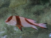 0009  Un pesce visto dall'osservatorio marino.