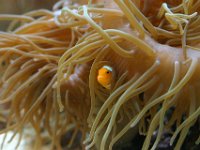 0010  Nemo! E' incredibilmente schivo e si nasconde quando ci si avvicina. Foto nell'osservatorio marino di Cairns.