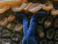 0013  Stella marina azzurra.