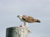 0038  Un rapace che ha appena pescato.