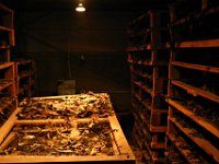 03 La Romana-Fabrica de sigar